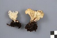 Clavulina coralloides image